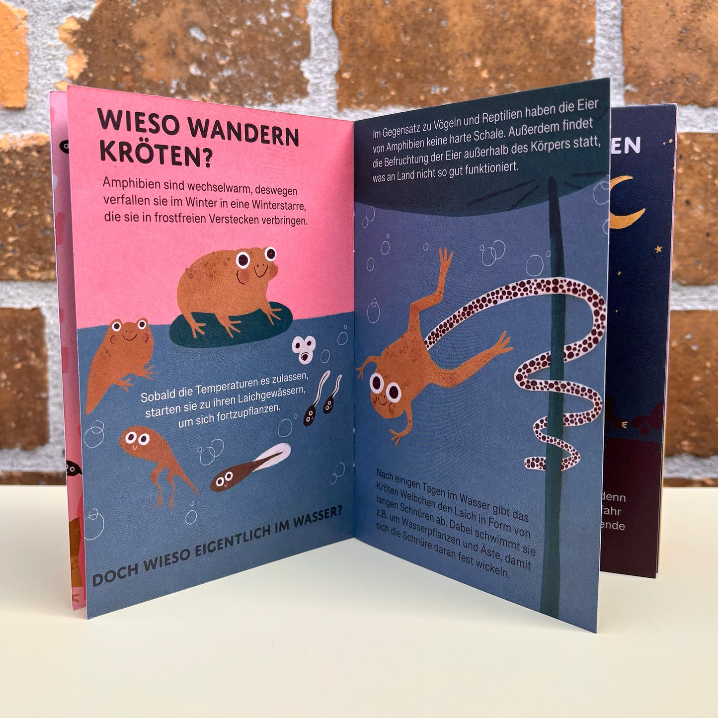 Warum wandern Kröten – Die Krötenbroschüre